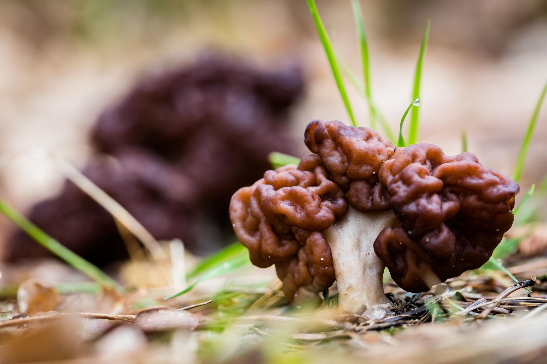 Nấm False Morel (Gyromitra esculenta) - Sputnik Việt Nam, 1920, 04.09.2024