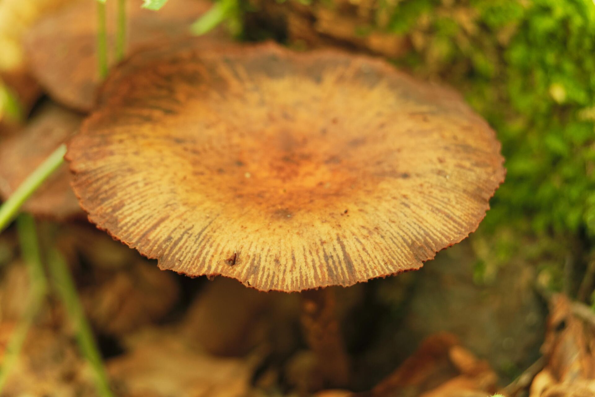 Nấm cỏ (Conocybe filaris) - Sputnik Việt Nam, 1920, 04.09.2024