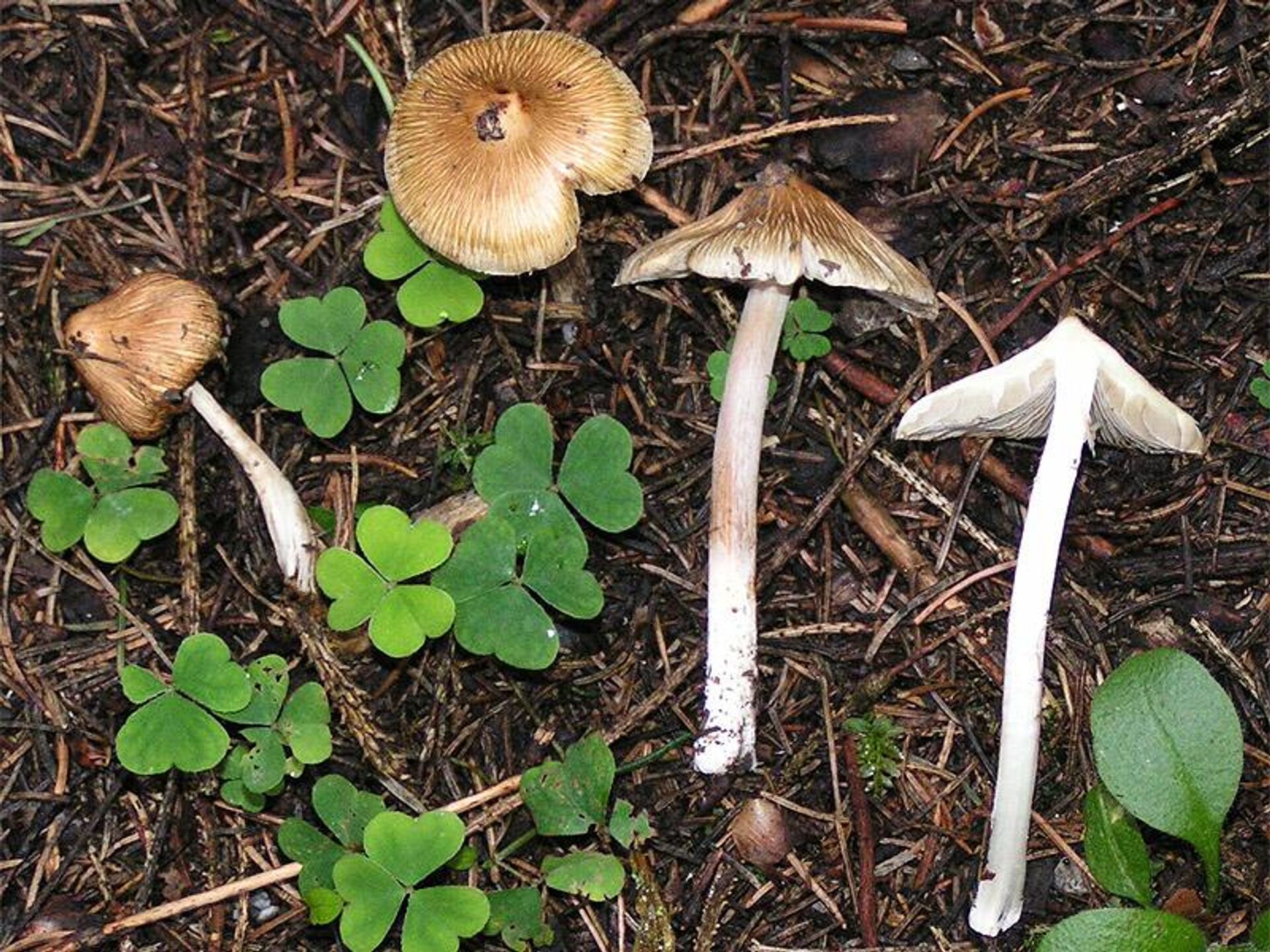 Nấm mũ khía nâu xám (Inocybe fastigiata) - Sputnik Việt Nam, 1920, 04.09.2024