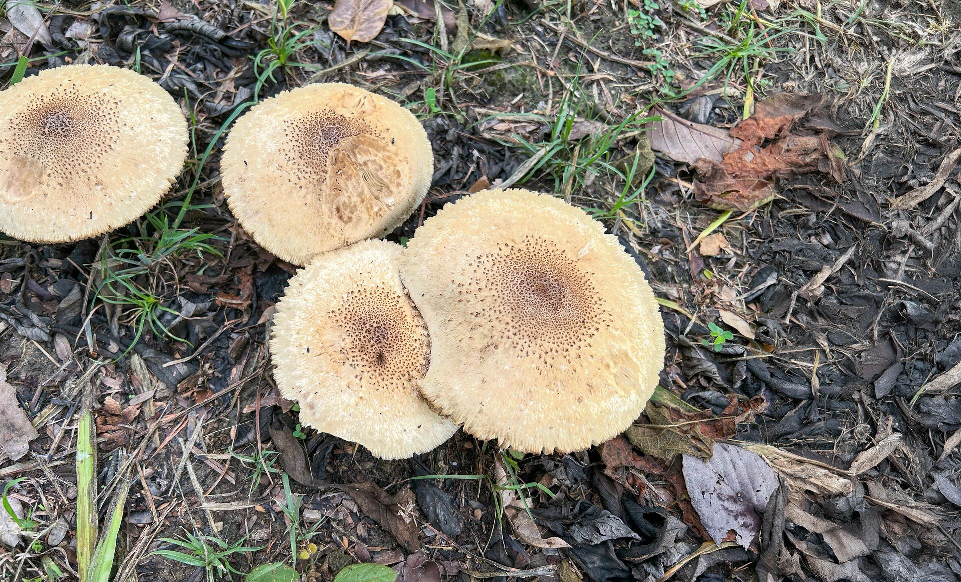 Nấm ô tán trắng phiến xanh (Chlorophyllum molybdites) - Sputnik Việt Nam, 1920, 04.09.2024