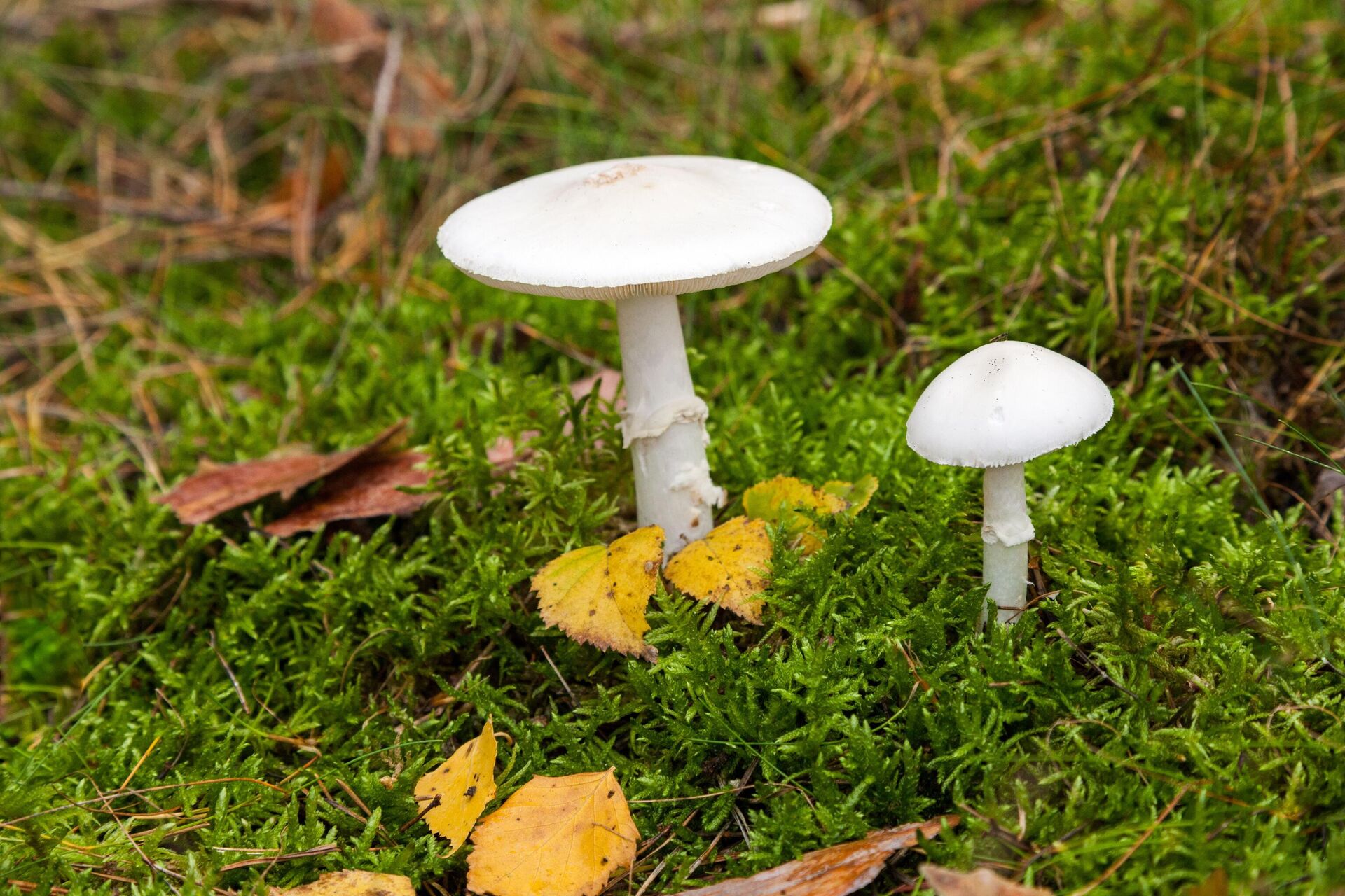 Nấm độc tán trắng (Amanita verna) - Sputnik Việt Nam, 1920, 04.09.2024