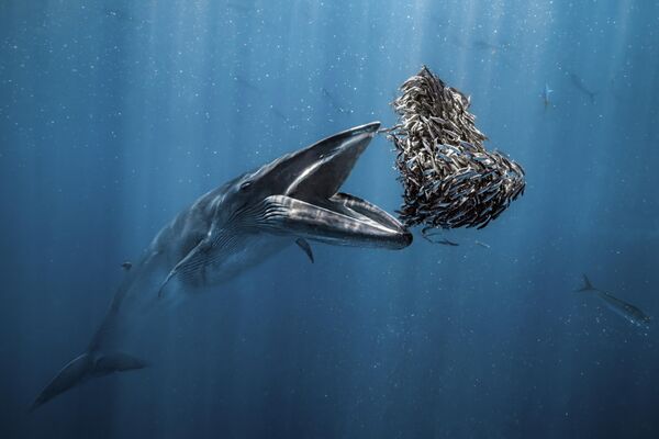 Bức ảnh cá voi Bryde của Rafael Fernández Caballero, quán quâncuộc thi Ocean Photographer of the Year 2024 - Sputnik Việt Nam