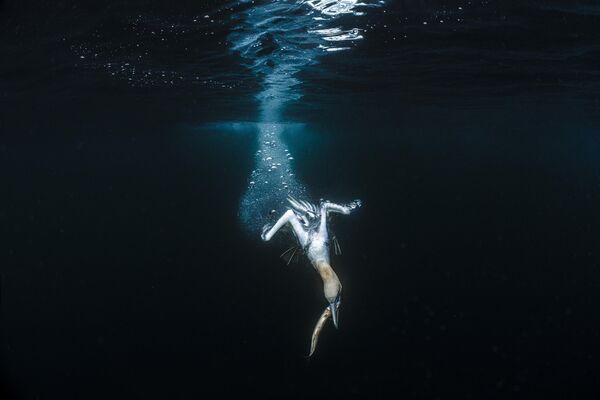 Bức ảnh chim ó biển phương bắc của Jade Hoksbergen,giải nhì trong cuộc thi Ocean Photographer of the Year 2024 - Sputnik Việt Nam