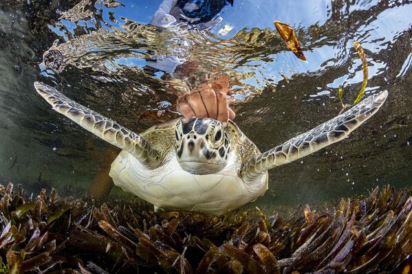 Bức ảnh rùa xanh của Shane Gross, người chiến thắng hạng mục Hope trong cuộc thi Ocean Photographer of the Year 2024 - Sputnik Việt Nam