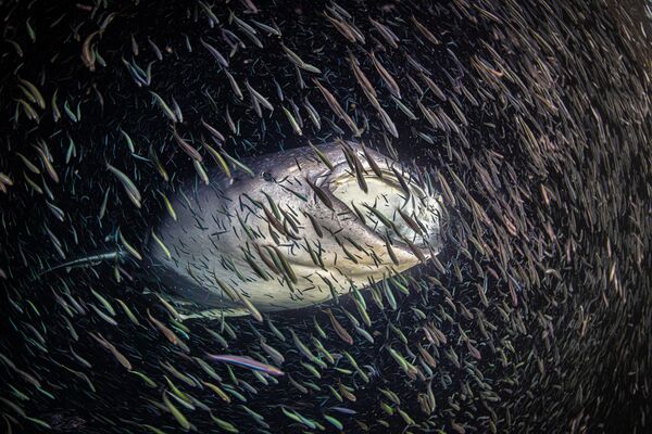 Cá mập voicủa nhiếp ảnh gia Ipah Uid Lynn, người chiến thắng hạng mục Female Fifty Fathoms của Ocean Photographer of the Year 2024 - Sputnik Việt Nam