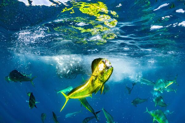 Bức ảnh cá thu vàng của Manuel Castellanos Raboso, người chiến thắng hạng mục Wildlife trong cuộc thi Ocean Photographer of the Year 2024 - Sputnik Việt Nam