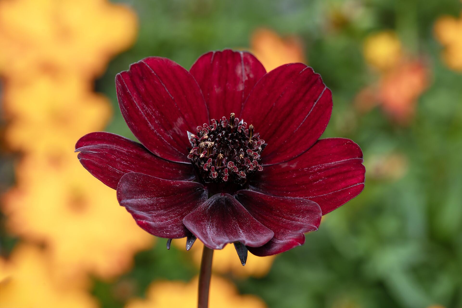 Cúc vạn thọ Socola (Chocolate Cosmos) - Sputnik Việt Nam, 1920, 23.09.2024