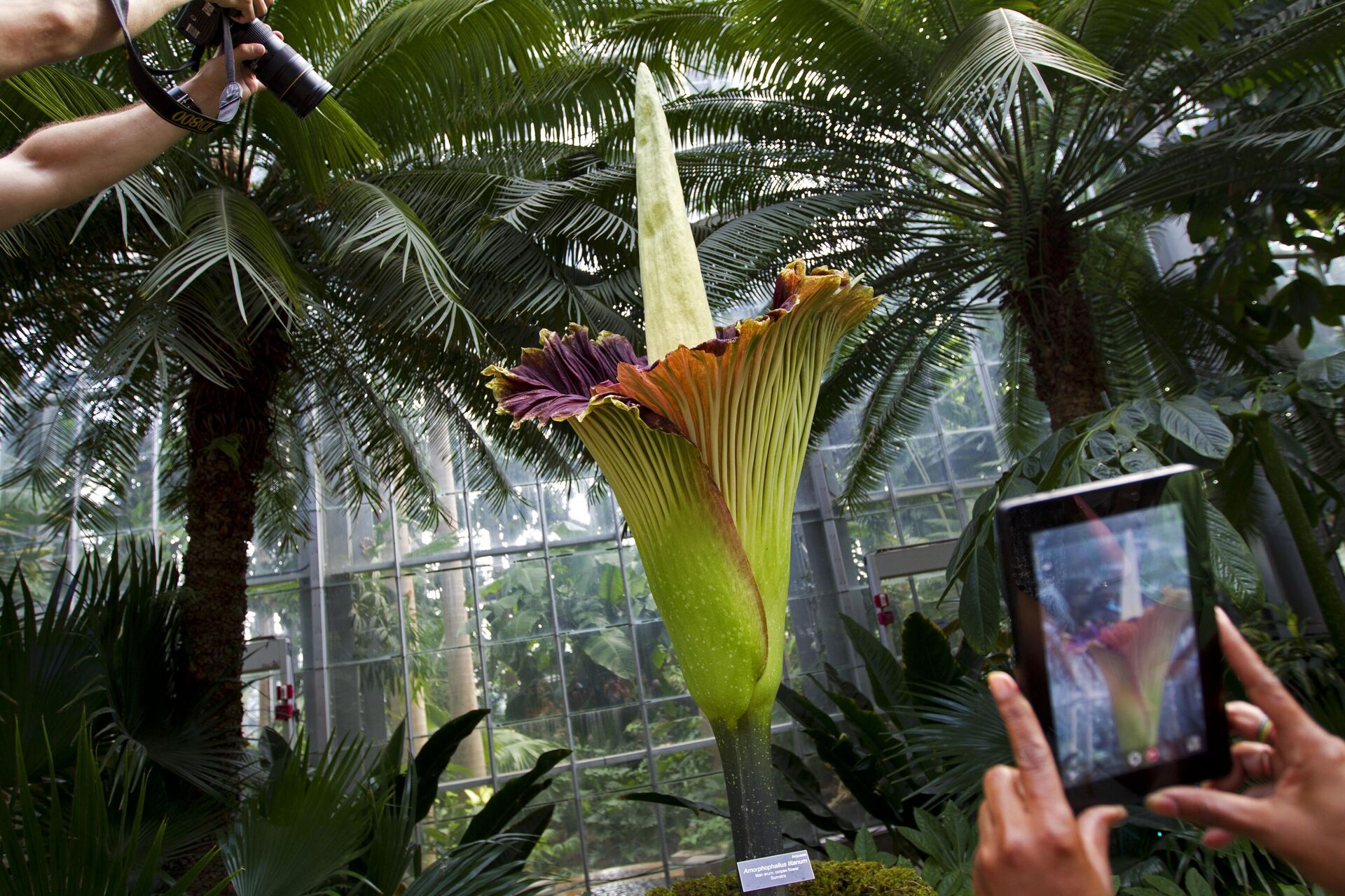 Titan Arum - Sputnik Việt Nam, 1920, 23.09.2024