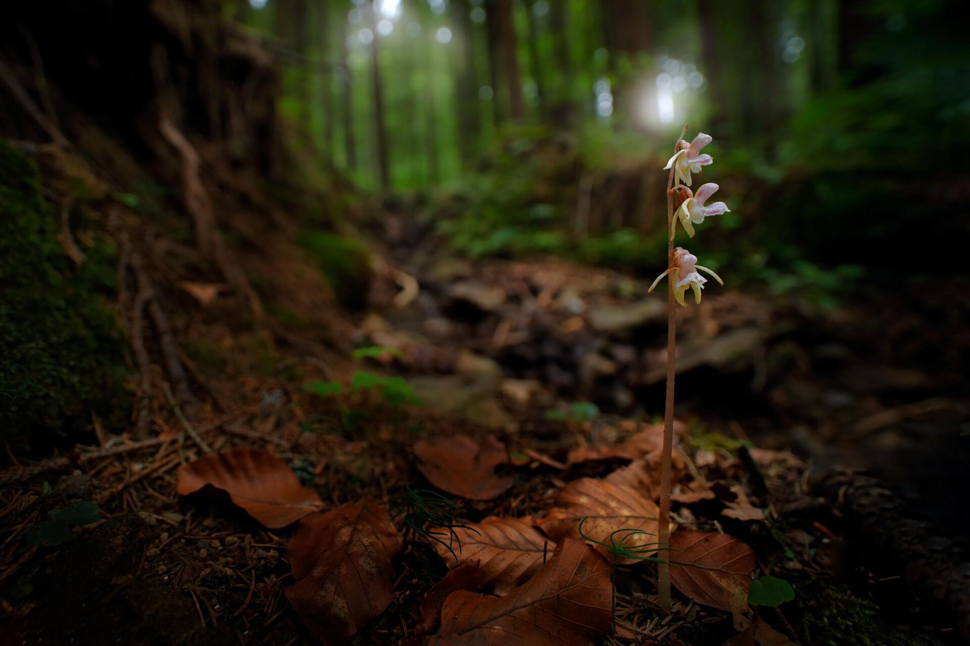  Hoa Lan Ma (Ghost Orchid) - Sputnik Việt Nam, 1920, 23.09.2024