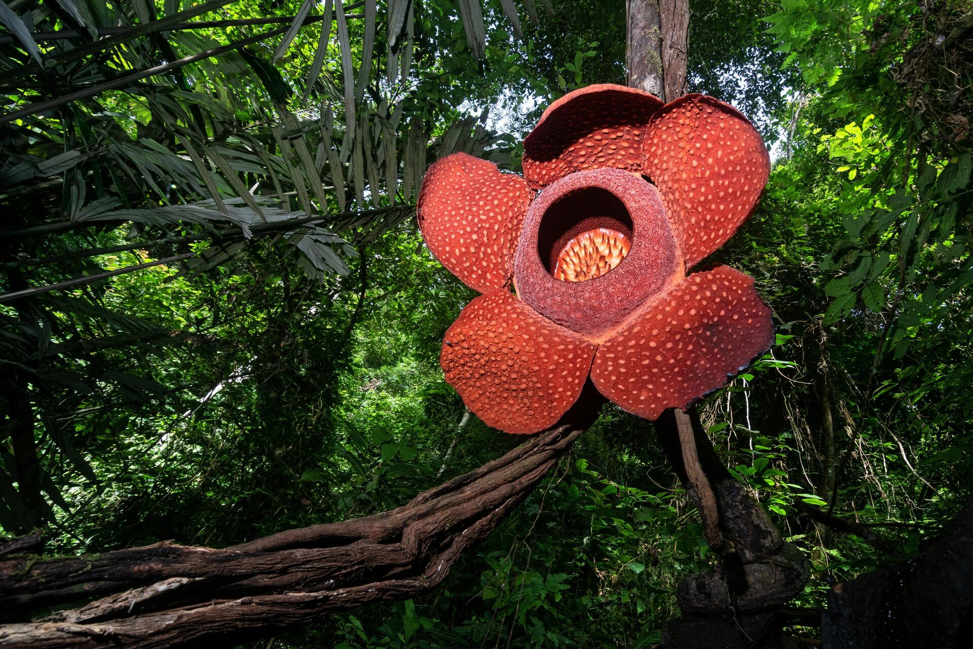 Hoa Xác Chết (Rafflesia arnoldii) - Sputnik Việt Nam, 1920, 23.09.2024