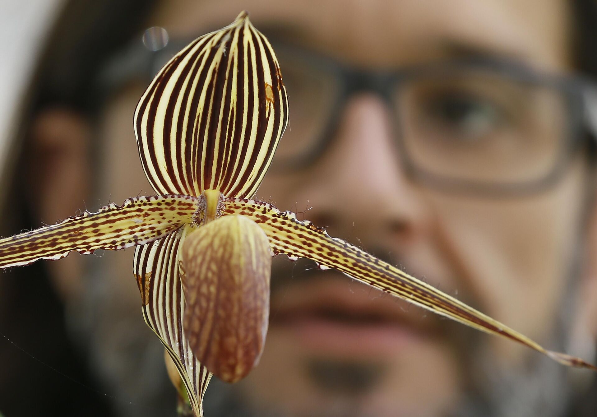 Hoa lan Rothschild (Paphiopedilum Rothschildianum) - Sputnik Việt Nam, 1920, 23.09.2024