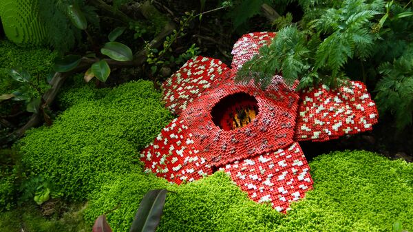 Rafflesia arnoldii - Sputnik Việt Nam