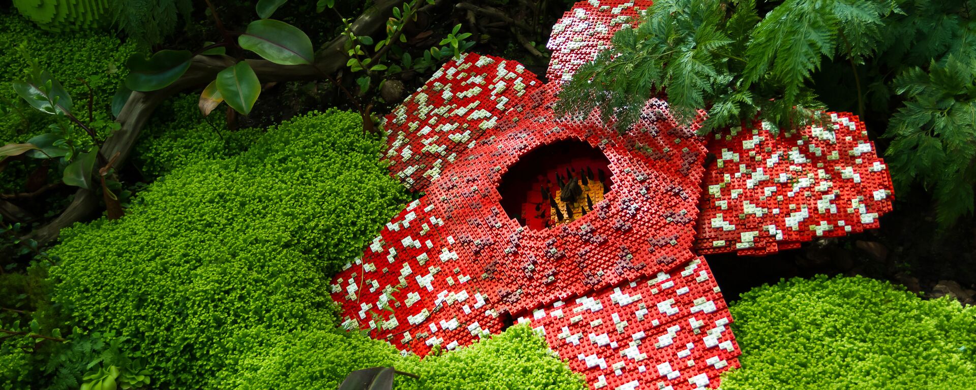 Rafflesia arnoldii - Sputnik Việt Nam, 1920, 05.10.2024