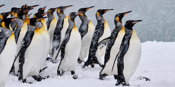 Ảnh King Penguins Marching in Snowstorm của nhiếp ảnh gia Canada Jim Lamont, lọt vào ТОП-50 ở hạng mục Amateur Nature Landscapes tại cuộc thi EPSON International Pano Awards lần thứ 15 - Sputnik Việt Nam