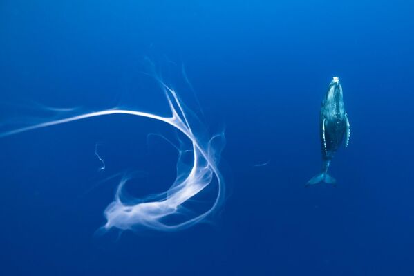 Honey hunters của Karim Iliya, giải nhất trong hạng mục Underwater Life, Giải thưởng Siena International Photo Awards 2024 - Sputnik Việt Nam