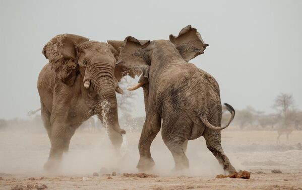 Battle between Giants của Valentino Morgante, được trao giải &quot;Tác phẩm tuyệt vời&quot; ở hạng mục Animals in their Environment, Giải thưởng Siena International Photo Awards 2024 - Sputnik Việt Nam