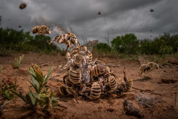 Men at Work của Karine Aigner, giải nhất hạng mục Animals in their Environment, Giải thưởng Siena International Photo Awards 2024 - Sputnik Việt Nam