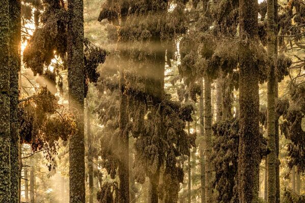 The Monarch&#x27;s Forest của nhiếp ảnh gia Jaime Rojo, đoạt giải nhất ở hạng mục The beauty of nature, Giải thưởng Siena International Photo Awards 2024 - Sputnik Việt Nam