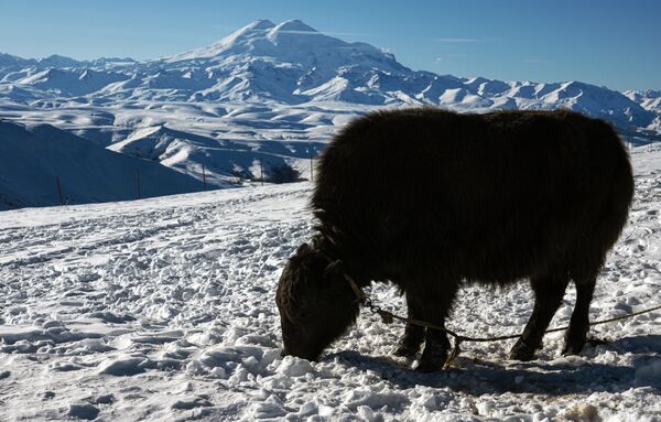 Bò yak trên cao nguyên Bermamyt ở Karachay-Cherkessia, Bắc Kavkaz - Sputnik Việt Nam