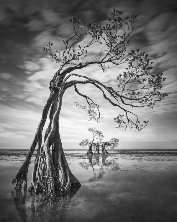 Bức ảnh Mother Care Framing của nhiếp ảnh gia Indonesia Justinus Sukotjo, giải 2 hạng mục Photograph of the Year cuộc thi The 11th International Landscape Photographer of the Year - Sputnik Việt Nam