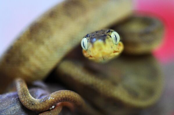 Trăn hoa mới sinh trong bể thủy sinh của Công viên động vật và thực vật Roev Ruchey ở Krasnoyarsk - Sputnik Việt Nam