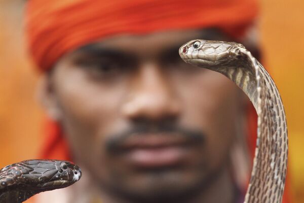 Người đàn ông trưng bày rắn để khất thực tại ngôi đền trong lễ hội Nag Panchami hàng năm ở Allahabad, Ấn Độ - Sputnik Việt Nam