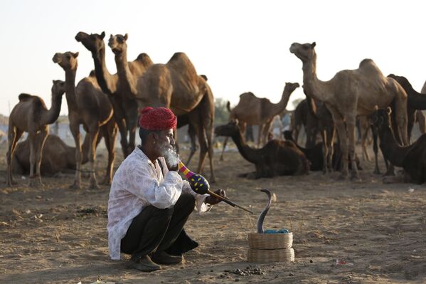 Người dụ rắn Ấn Độ tại hội chợ gia súc hàng năm ở Pushkar, phía tây Rajasthan, Ấn Độ - Sputnik Việt Nam