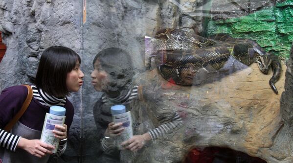 Người phụ nữ xem con rắn được trưng bày tại Sở thú Đài Bắc, Đài Loan - Sputnik Việt Nam