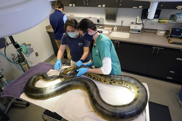 Chuyên viên bể nuôi và bác sĩ thú y kiểm tra một con trăn cái 13 tuổi tên Wilson trong đợt kiểm tra sức khỏe hàng năm của nó tại Thủy cung New England ở Boston, Massachusetts, Hoa Kỳ - Sputnik Việt Nam