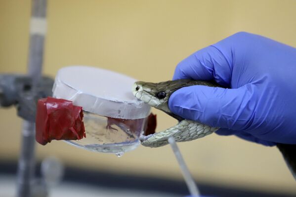 Nhà nghiên cứu bò sát vắt nọc độc ra khỏi con rắn tại Trung tâm can thiệp và nghiên cứu rắn cắn Kenya (KSRIC) ở Nairobi, Kenya - Sputnik Việt Nam