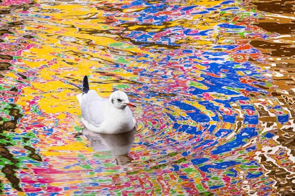 Bức ảnh Colorful seagull (Chú hải âu đầy màu sắc) của nhiếp ảnh gia Hà Lan Mathijs Frenken, đoạt giải nhất hạng mục Nature of &quot;De Lage Landen&quot; (Thiên nhiên của &quot;De Lage Landen&quot;) trong cuộc thi Nature Photographer of the Year 2024 - Sputnik Việt Nam