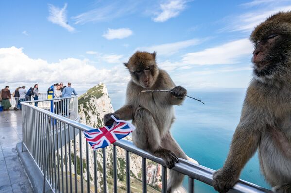 Một con vượn Barbary ngồi trên lan can của một điểm ngắm cảnh trên Rocks of Gibraltar với lá cờ Anh mà nó lấy trộm từ một khách du lịch - Sputnik Việt Nam