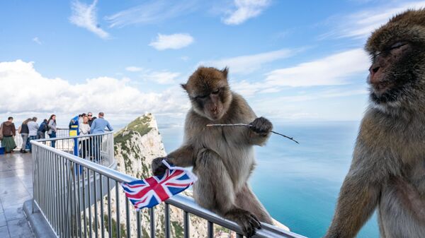 Một con vượn Barbary ngồi trên lan can của một điểm ngắm cảnh trên Rocks of Gibraltar với lá cờ Anh mà nó lấy trộm từ một khách du lịch - Sputnik Việt Nam