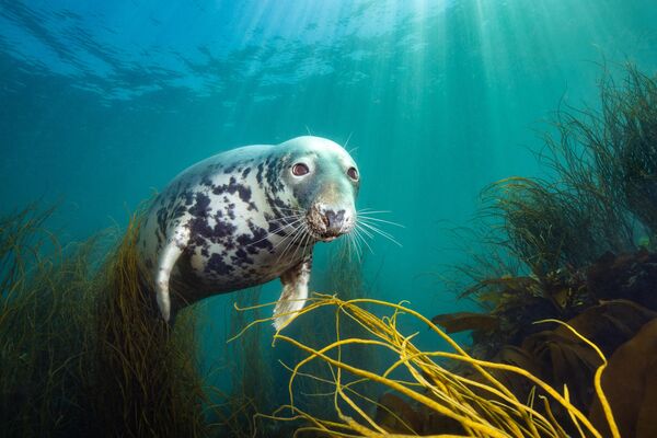 Bức ảnh The Curious Seal (Con hải cẩu tò mò) của nhiếp ảnh gia người Anh David Alpert đã được vinh danh là Nhiếp ảnh gia dưới nước Anh của năm 2025 trong cuộc thi Nhiếp ảnh gia dưới nước của năm 2025 - Sputnik Việt Nam