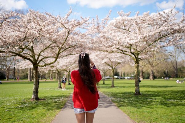 Người phụ nữ chụp ảnh hoa anh đào ở Công viên Battersea ở London, Vương quốc Anh - Sputnik Việt Nam