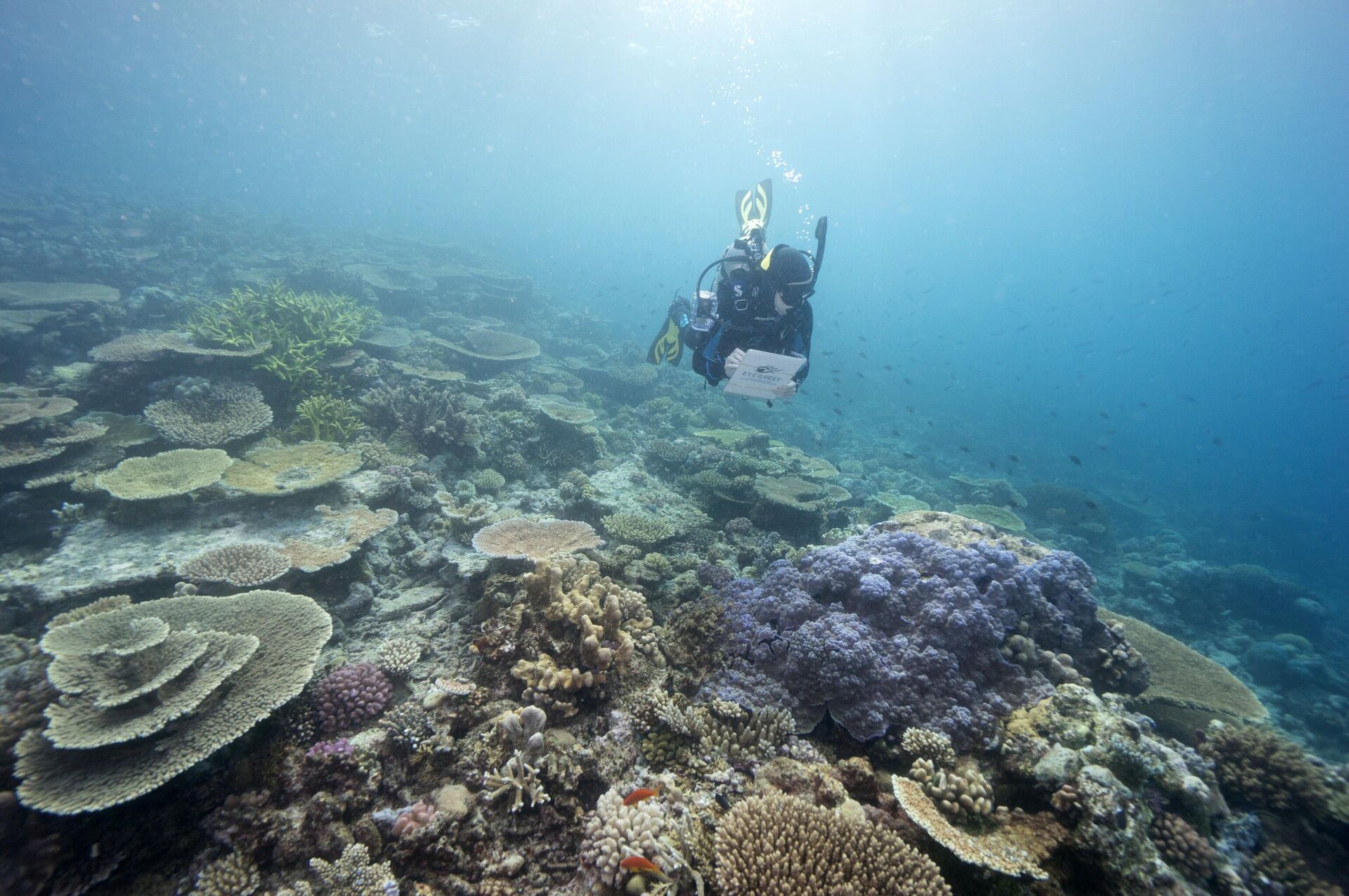 Thợ lặn khám phá Rạn san hô Great Barrier ngoài khơi Úc - Sputnik Việt Nam, 1920, 11.04.2025