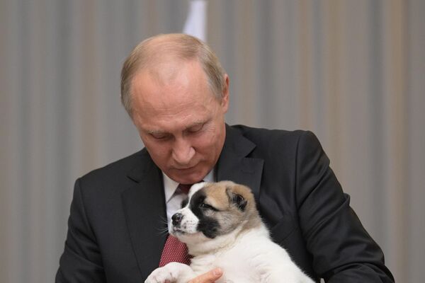 Tổng thống Nga Vladimir Putin - Sputnik Việt Nam