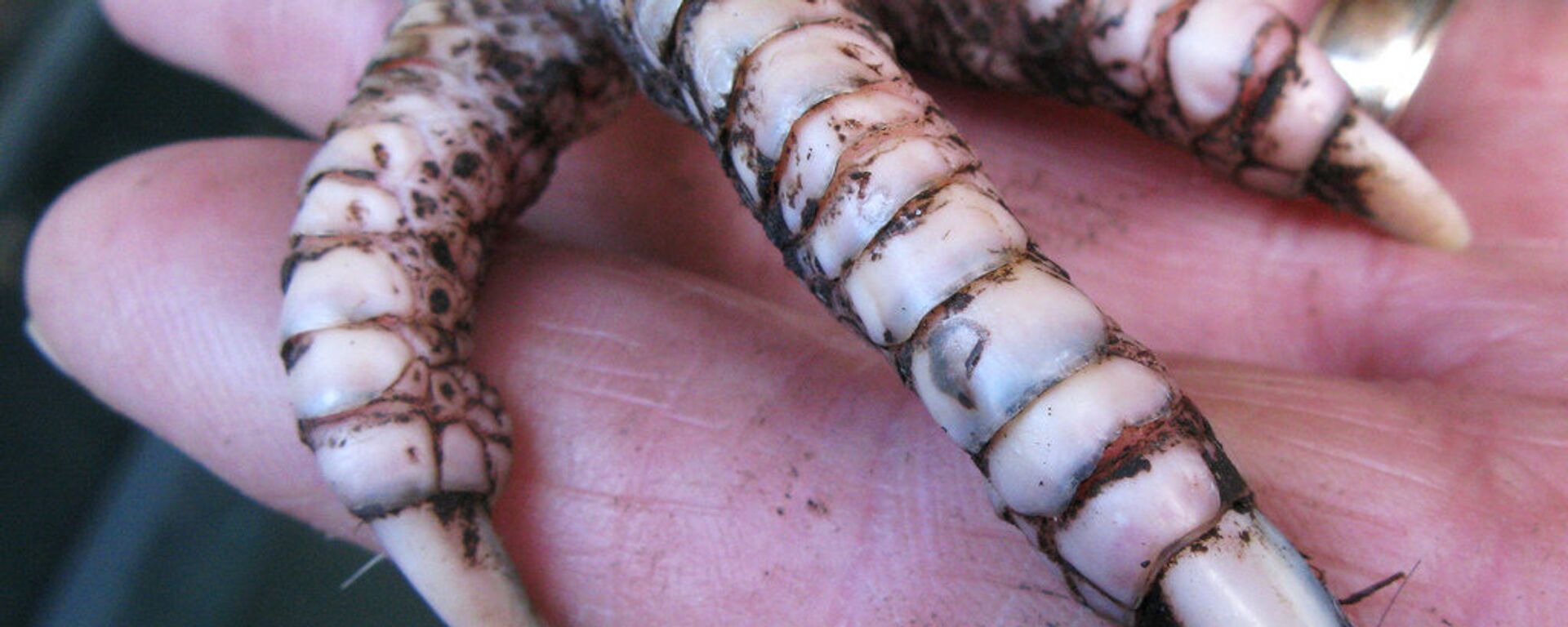 Chicken Foot - Sputnik Việt Nam, 1920, 29.05.2025