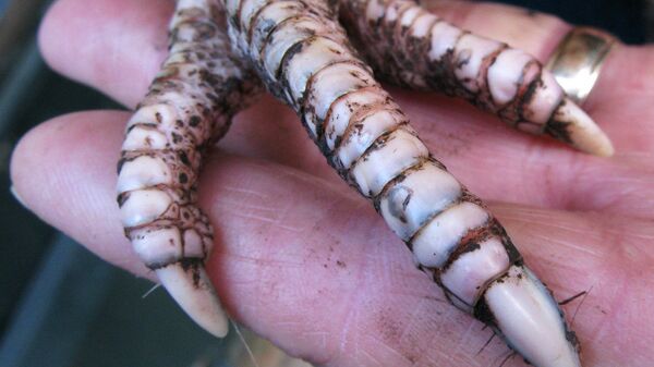 Chicken Foot - Sputnik Việt Nam