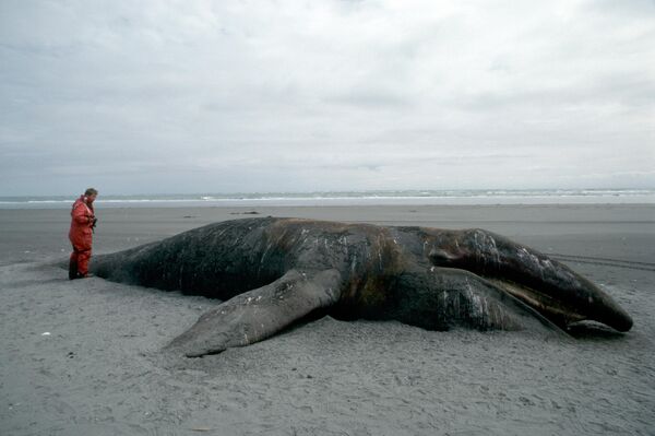 Cá voi xám chết nằm trên bãi biển Đảo Kodiak, Alaska, năm 1989. Vụ tràn dầu Exxon Valdez năm 1989 đã làm ô nhiễm khoảng 2.000 km bờ biển Alaska. Ô nhiễm đã giết chết 250.000 con chim, 22 con cá voi sát thủ, 3.000 con rái cá biển và 300 con hải cẩu. Sự cố tràn dầu gây tử vong cho các hệ sinh thái cận Bắc Cực mong manh, và việc dọn sạch dầu ở các điều kiện phía bắc (nhiệt độ thấp, băng di chuyển, thời tiết khó lường) vẫn chưa hiệu quả - Sputnik Việt Nam