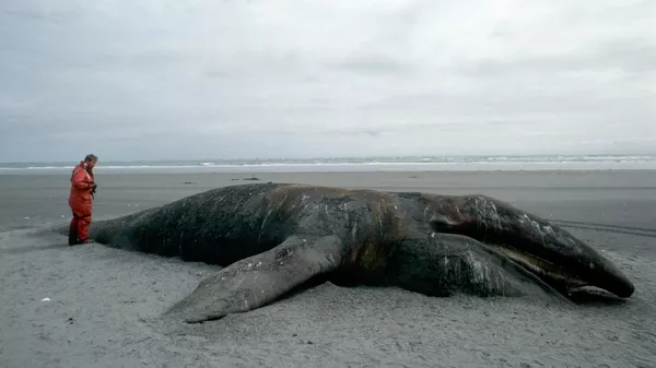 Cá voi xám chết nằm trên bãi biển Đảo Kodiak, Alaska, năm 1989. Vụ tràn dầu Exxon Valdez năm 1989 đã làm ô nhiễm khoảng 2.000 km bờ biển Alaska. Ô nhiễm đã giết chết 250.000 con chim, 22 con cá voi sát thủ, 3.000 con rái cá biển và 300 con hải cẩu. Sự cố tràn dầu gây tử vong cho các hệ sinh thái cận Bắc Cực mong manh, và việc dọn sạch dầu ở các điều kiện phía bắc (nhiệt độ thấp, băng di chuyển, thời tiết khó lường) vẫn chưa hiệu quả - Sputnik Việt Nam