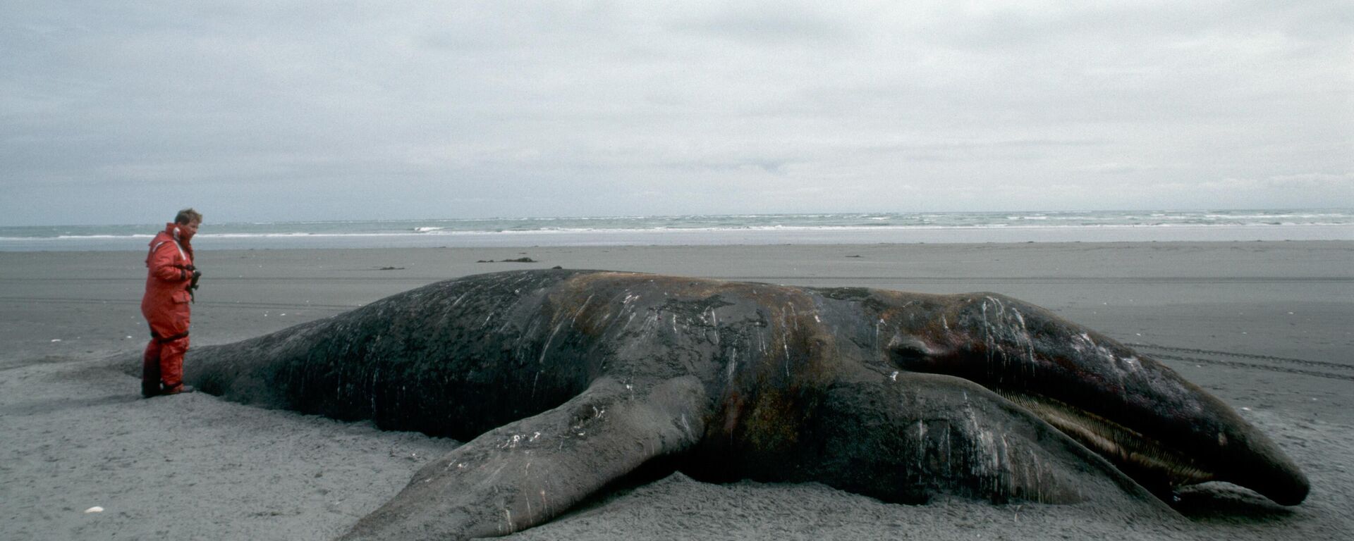 Cá voi xám chết nằm trên bãi biển Đảo Kodiak, Alaska, năm 1989. Vụ tràn dầu Exxon Valdez năm 1989 đã làm ô nhiễm khoảng 2.000 km bờ biển Alaska. Ô nhiễm đã giết chết 250.000 con chim, 22 con cá voi sát thủ, 3.000 con rái cá biển và 300 con hải cẩu. Sự cố tràn dầu gây tử vong cho các hệ sinh thái cận Bắc Cực mong manh, và việc dọn sạch dầu ở các điều kiện phía bắc (nhiệt độ thấp, băng di chuyển, thời tiết khó lường) vẫn chưa hiệu quả - Sputnik Việt Nam, 1920, 05.06.2025