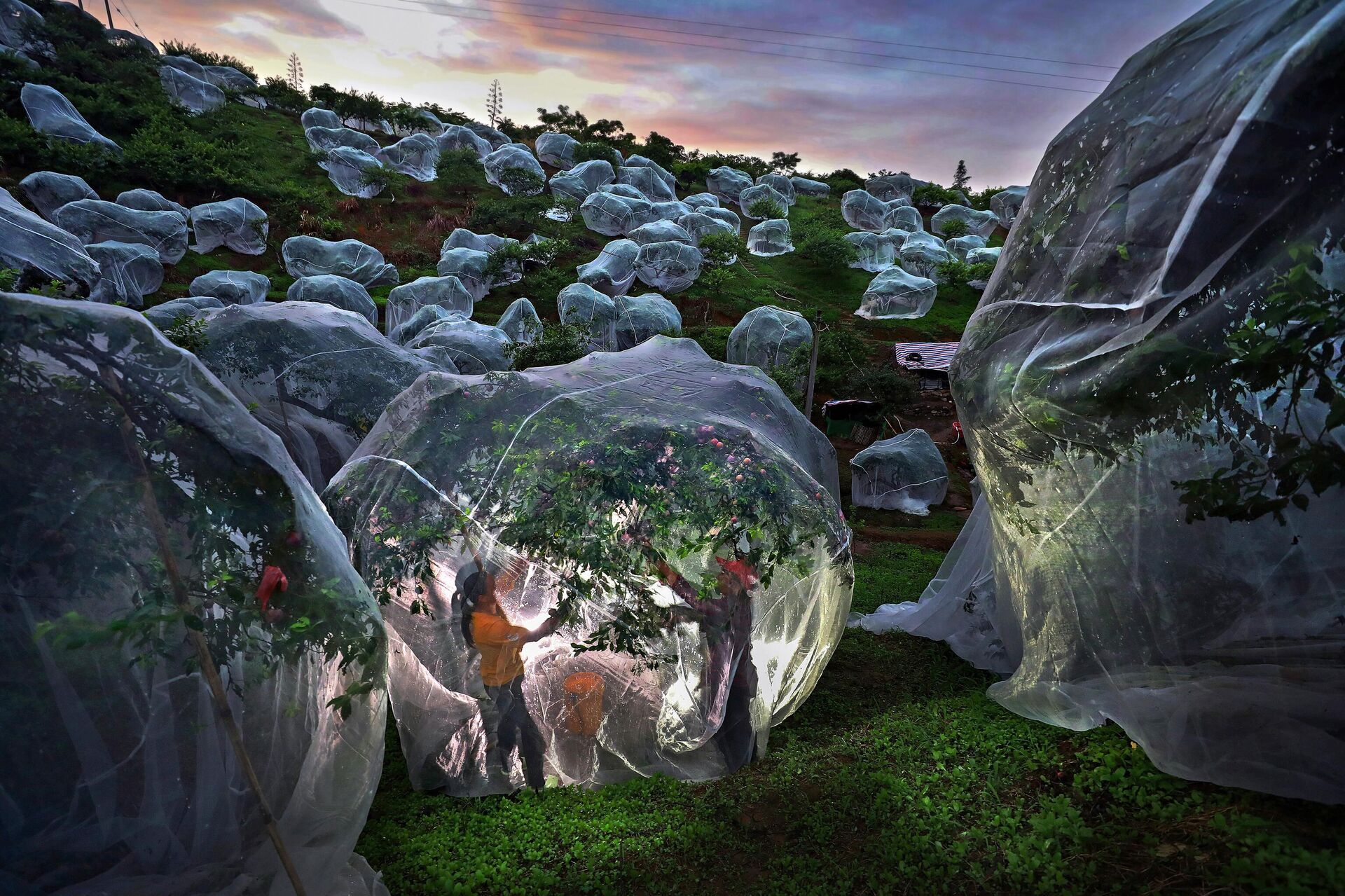 Mengdan Zhu (Mạnh Đan Chu, Trung Quốc): Cây trái dưới mái hiên. Hành tinh của tôi. Ảnh đơn Mengdan Zhu (Mạnh Đan Chu, Trung Quốc): Cây trái dưới mái hiên. Hành tinh của tôi. Ảnh đơn - Sputnik Việt Nam, 1920, 19.11.2025