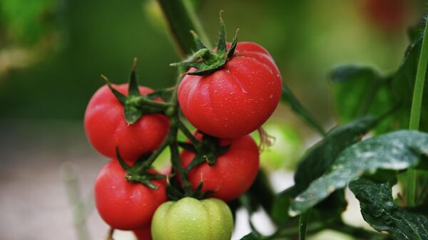 Сà chua  - Sputnik Việt Nam