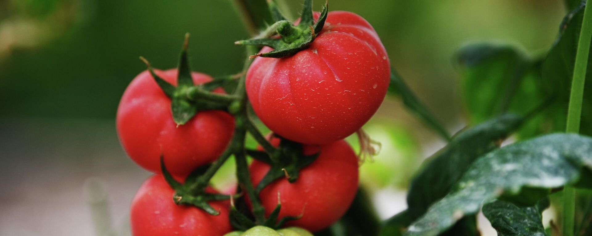 Сà chua  - Sputnik Việt Nam, 1920, 27.07.2025