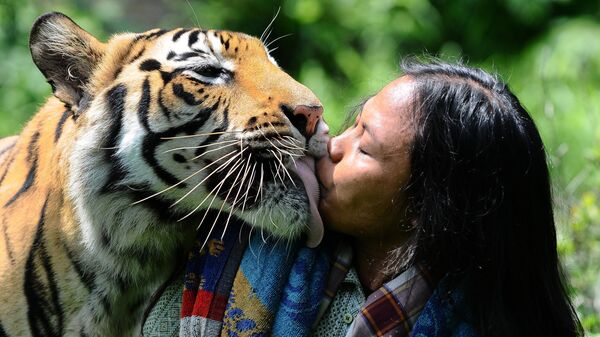 Con hổ Bengal hôn người coi sóc nó ở Indonesia - Sputnik Việt Nam
