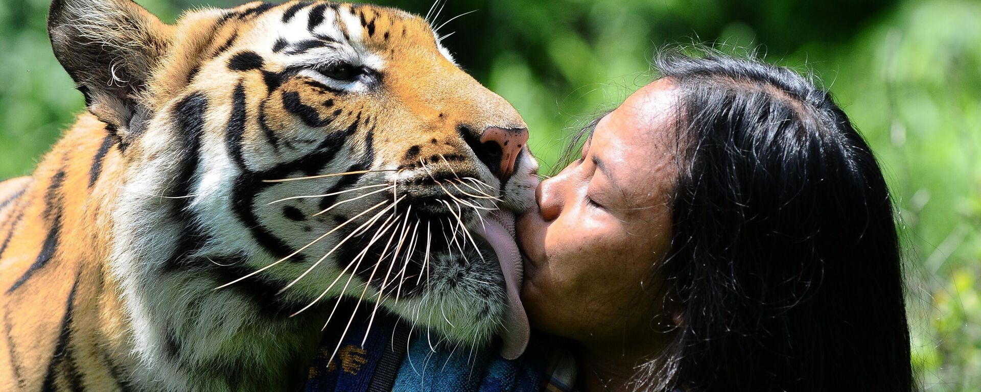 Con hổ Bengal hôn người coi sóc nó ở Indonesia - Sputnik Việt Nam, 1920, 29.07.2025