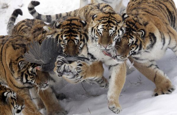 Những con hổ Amur bị đe dọa tuyệt chủng đang tranh đấu với nhau để giành con mồi là chim trời trong Công viên Hổ Cáp Nhĩ Tân ở Cáp Nhĩ Tân, tỉnh Hắc Long Giang, đông-bắc Trung Quốc - Sputnik Việt Nam