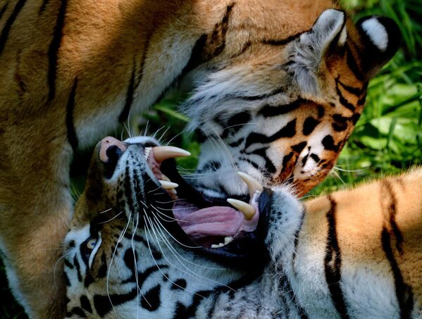 Hổ Amur và hổ Ussuri trong &quot;Tuần lễ Mật ong&quot; tại Công viên Safari Primorsky - Sputnik Việt Nam