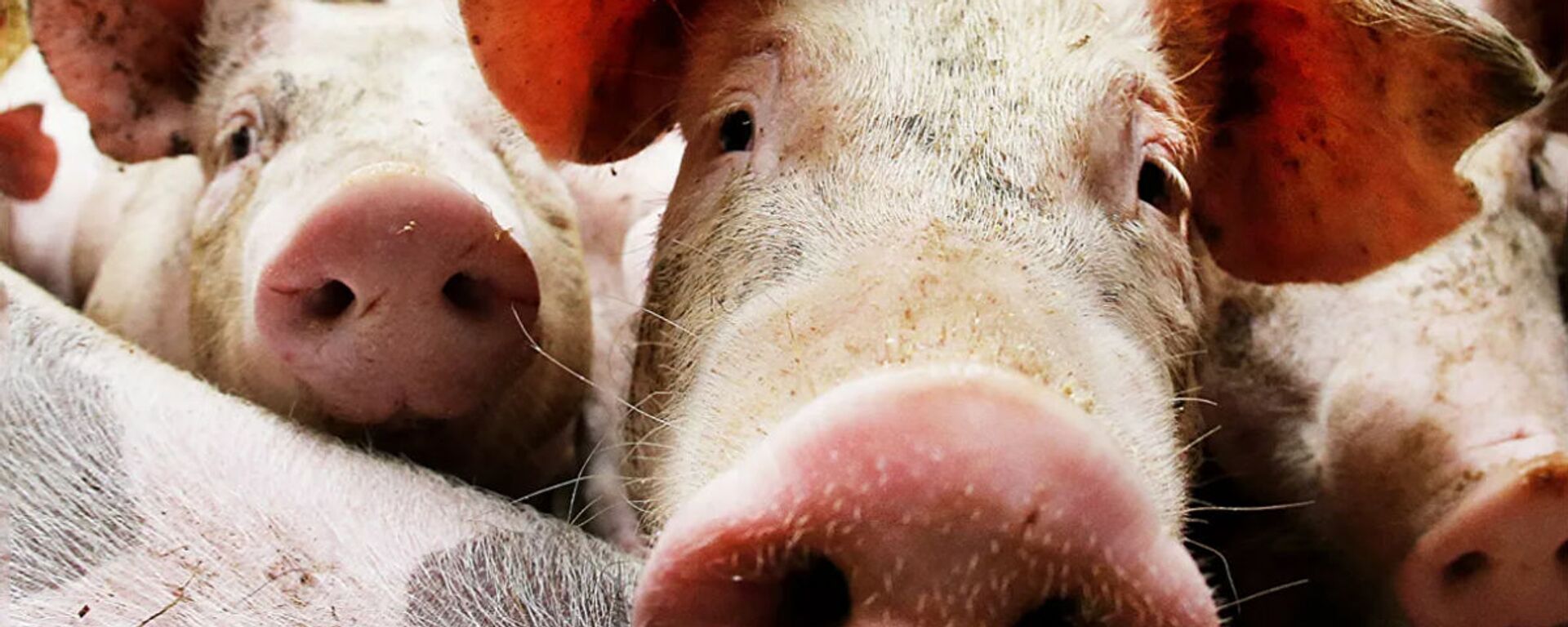 Con heo - Sputnik Việt Nam, 1920, 31.07.2025